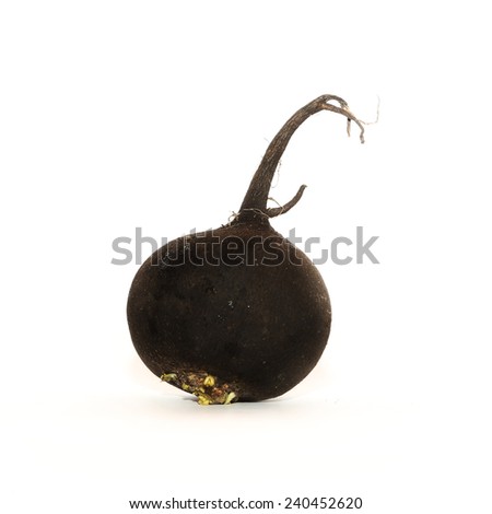 Black radish, A black radish (Raphanus niger) on the white backgrpund