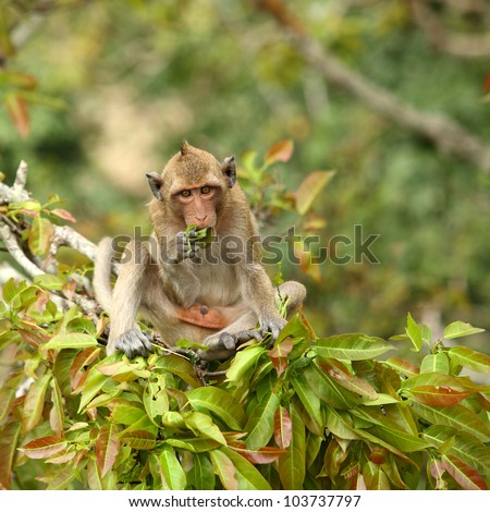 Monkeys eat the leaves of the mango tree, thailand