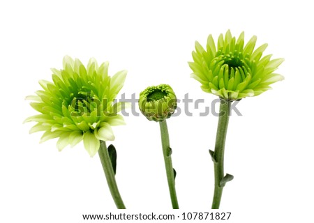 Green flower isolated on white background
