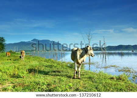 Farmland with canal and cows under cloudy sky in Thailand
