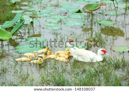 Beautiful white mother-duck and ducklings swimming on water lily at pond