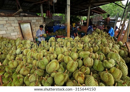 CHANTHABURI,THAILAND - MAY 30: Unidentified workers are working in raw durian fruits festival in big farm on May 30,2012 in Chanthaburi,Thailand. It is an exporter of both domestic and foreign