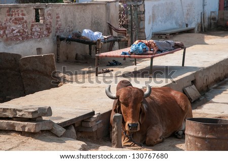 JAIPUR, INDIA - FEBRUARY 2: A cow and people sleep in the street on February 2, 2011 in Jaipur. Almost one third of India\'s population fall below the World Bank\'s international poverty line.