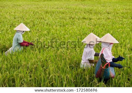 VINH LONG, VIETNAM - MARCH 7: Vietnamese women work in a rice paddy on March 7, 2009 in the Mekong delta near Vinh Long. The Mekong delta is a major tourist destination to experience rural Vietnam.