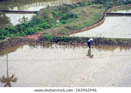 LAO CAI, VIETNAM FEBRUARY 13: Vietnamese worker in the rice fields on a misty day in the countryside on February 13, 2015 outside Lao Cai. Vietnam is the second largest exporter of rice worldwide.