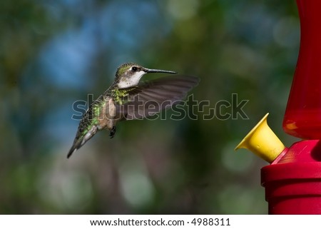 Ruby-throated Hummingbird in flight with hummingbird feeder.