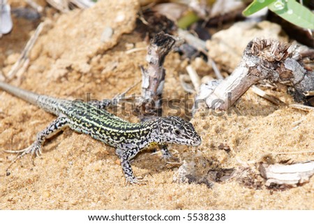 Frill-lizard (Chlamydosaurus kingii)