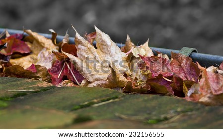 foliage in the rainwater gutter