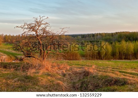 Tree on the brink of a field in the early spring. A spring landscape