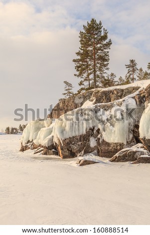 Pine on stony snow coast of winter lake. A natural winter background