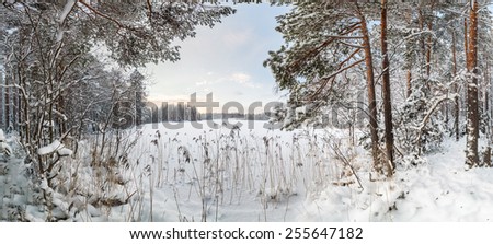 Winter, snow-covered forest on a sunny day. Winter landscape. panorama