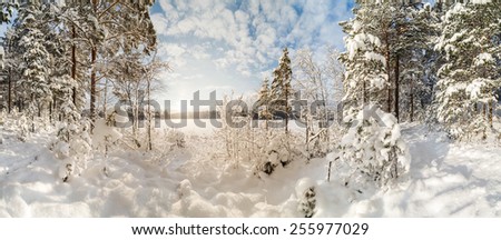 Winter, snow-covered forest on a sunny day. Winter landscape. panorama