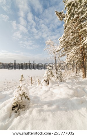 Forest Lake winter, sunny day. winter landscape