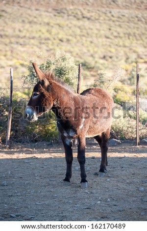 An individual Donkey stands in its paddock with his head turned to one side