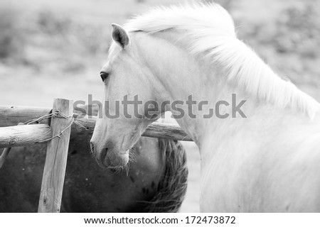 A black and white image of a palomino horses head and shoulders with a wooden pole fence and dark horse in the background