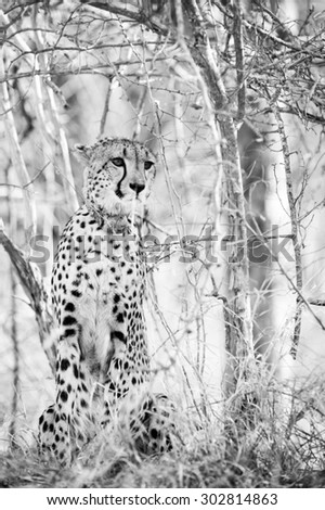 black and white image of a young cheetah sat in the bush at kruger national park