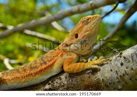 Hypo Leatherback Bearded Dragon perched on a branch