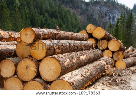 timber logging in pine forest, Austrian Alps