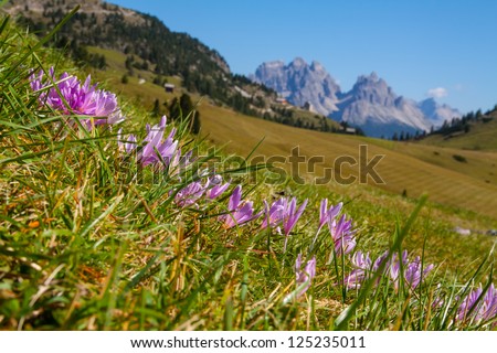 Flowers  of  Dolomiti mountain -Monguelfo Italy Europe, UNESCO World Heritage Site