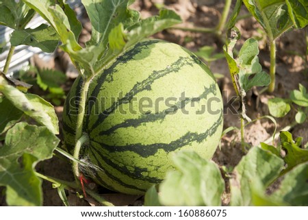 Watermelon farm.