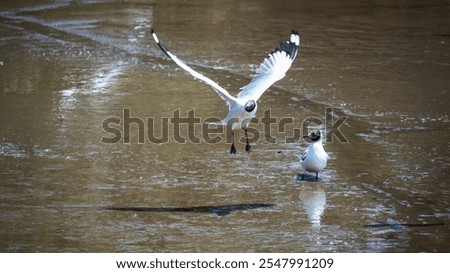 Similar – Image, Stock Photo petrel Landscape Water Sky