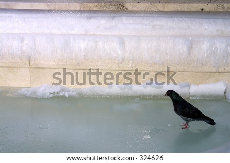 bird on the ice of the fountain