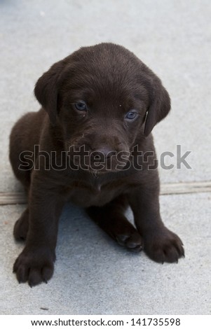 Chocolate Brown Labrador Puppy