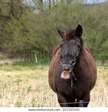horse showing its teeth