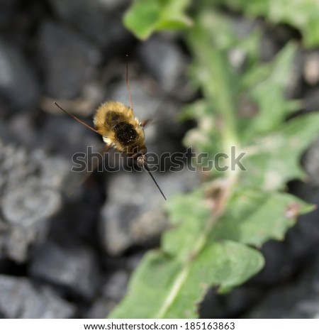 bee fly in flight seen from above