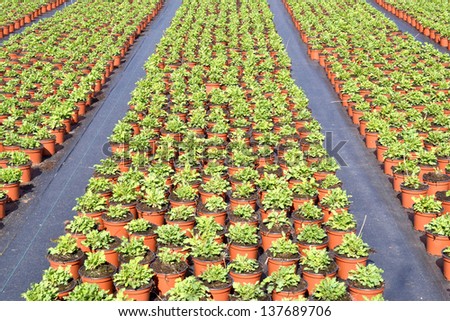 The poppy or somniferum in Voorschoten is a grower plants ready to go to the centre to be transported if they on cultivation.