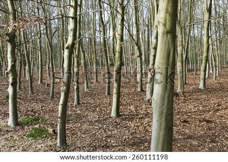 Beech trees in De Horsten estate in Wassenaar, Netherlands.
