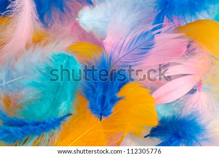 background of multi-colored feathers. closeup
