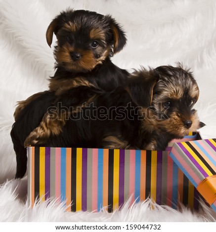 two puppies Yorkshire terrier in a gift box in the studio on a white fur