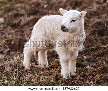 English Lamb Urinating.  A young lamb urinates beside Ullswater, Cumbria in the English Lake District.