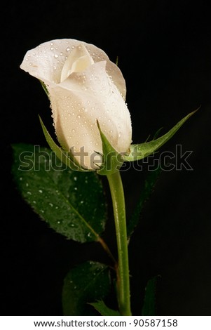 Single White Rose.  A single white rose pictured on a black background.