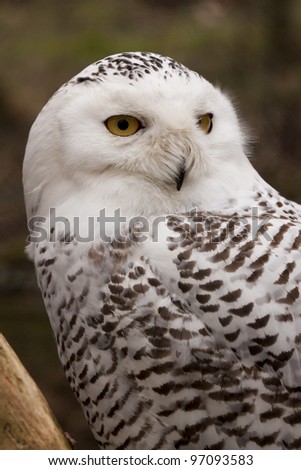 Snowy Owl (Bubo Scandiacus)  The photo of the snowy owl was taken in an animal sanctuary in Cumbria, England.