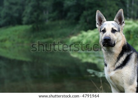 Seriously looking alsatian dog at river. Summer.