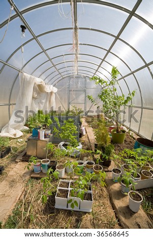 Big greenhouse with pots of different plants