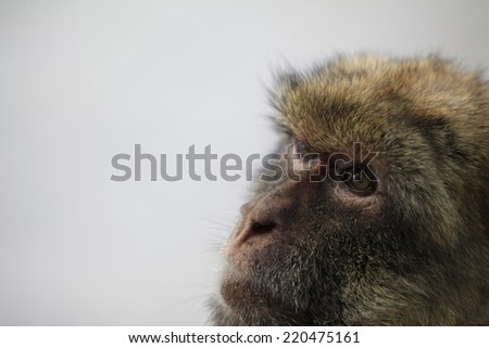 A female adult monkey face close up with copy space