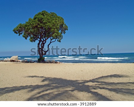 Shade Tree On Beach With Palm Tree Shadow