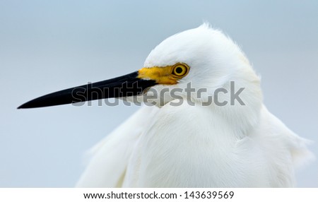 Snowy egret, Egretta thula, portrait, looking to the left, Sanibel Island, Florida