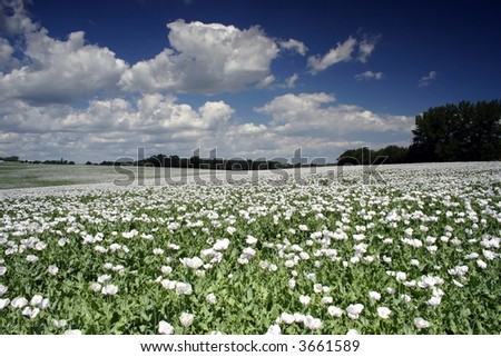 field of poppy seed flowers under clouds
