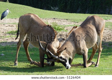 Gemsbok antelopes fighting on knees