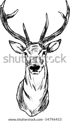 Vector - Deer - Hand Draw , Isolated On Background - 54796453 ...