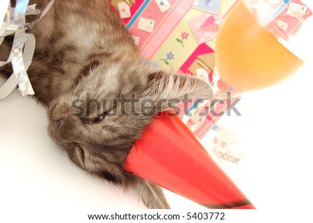 Little cat sleeping after party