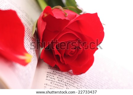 Beautiful red rose on book