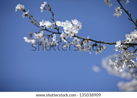 the single cherry blossom in blue sky