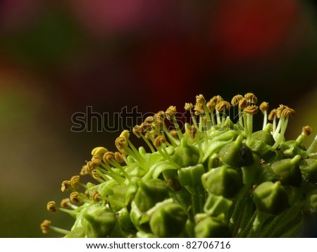 Ivy blossom close up (Hedera helix)