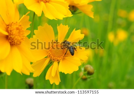 A bee pollinates a flower yellow coreopsis. Cosmos flower. Coreopsis and beauty of Paris (lat. Coreopsis).
