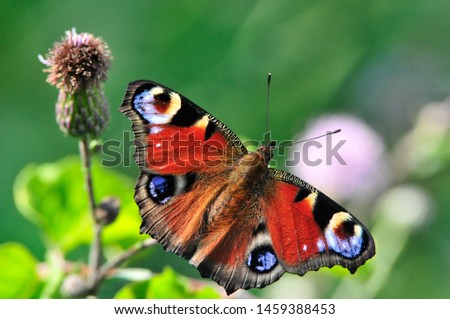 Similar – Foto Bild Tagpfauenauge auf Schmetterlingsflieder